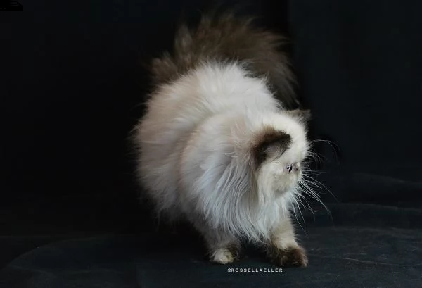 gatti persiani in vendita | Foto 5