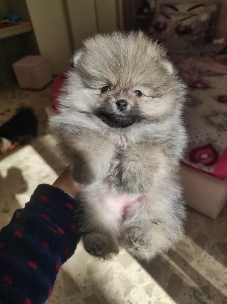 cucciolo di pomerania (spitz nano) con pedigree  | Foto 1