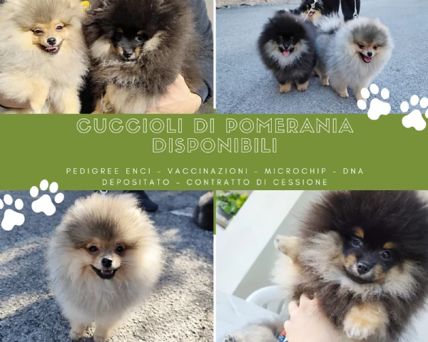 Cuccioli di Pomerania 
