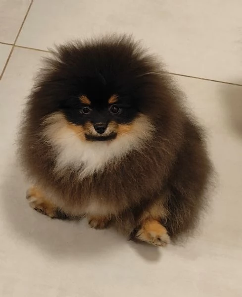 Spitz di Pomerania pedigree prestigioso 