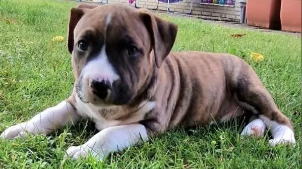 disponibili adorabili cuccioli di bull terrier in miniatura | Foto 4