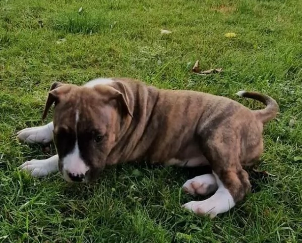 disponibili adorabili cuccioli di bull terrier in miniatura | Foto 3