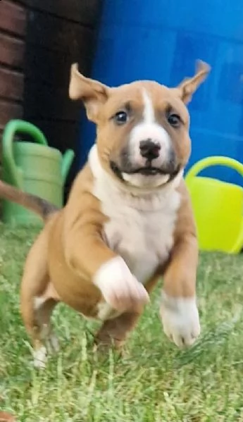 disponibili adorabili cuccioli di bull terrier in miniatura | Foto 2