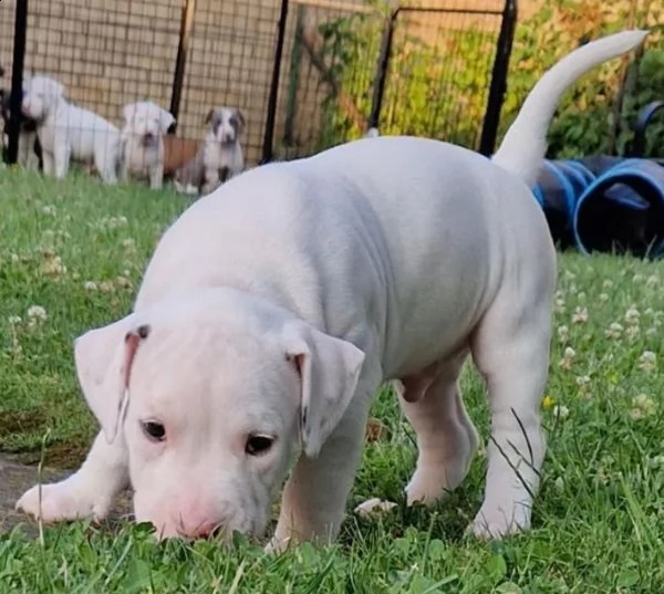 disponibili adorabili cuccioli di bull terrier in miniatura | Foto 1