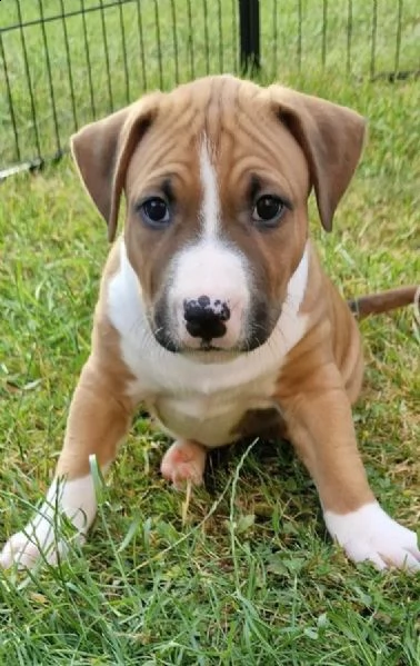 disponibili adorabili cuccioli di bull terrier in miniatura