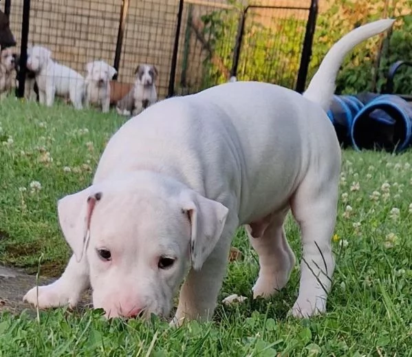 disponibili adorabili cuccioli di bull terrier in miniatura | Foto 0
