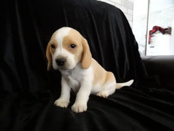 cuccioli di beagle in adozione