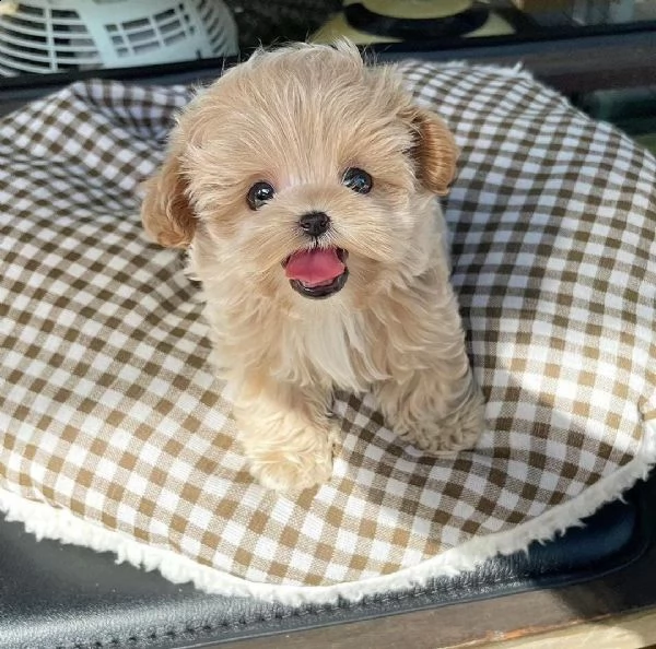 cuccioli di volpino pomerania in adozione