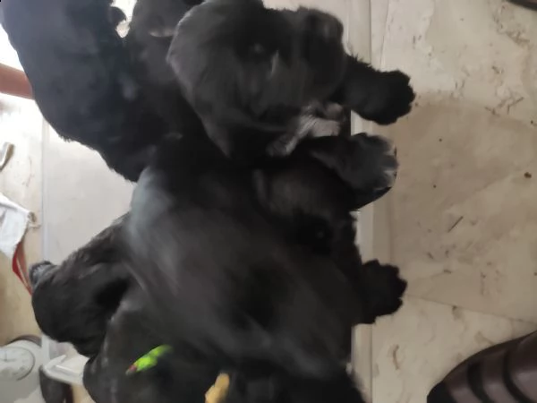 splendidi cuccioli di cocker spaniel  | Foto 2