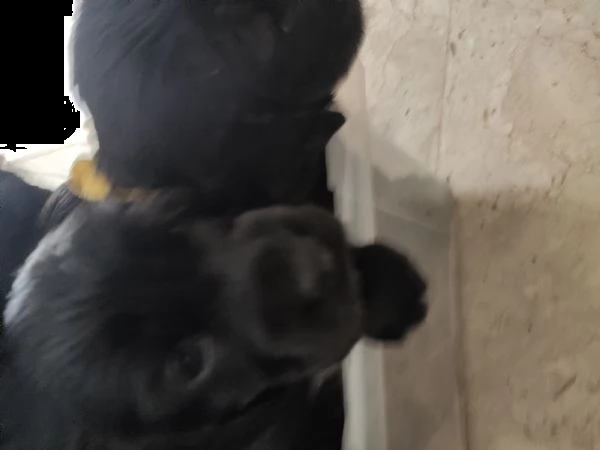 splendidi cuccioli di cocker spaniel  | Foto 0
