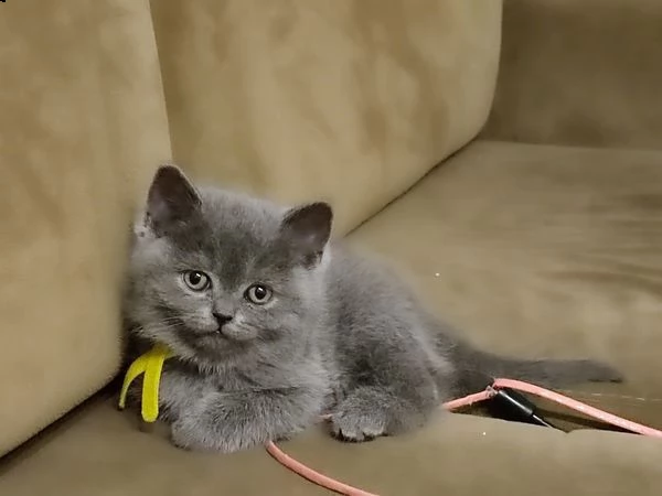 british shorthair blu