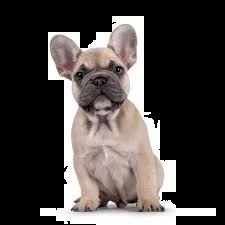bouledogue | Foto 1