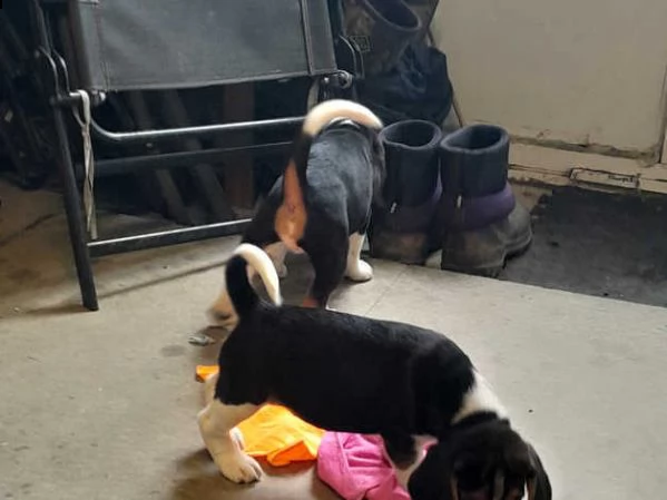beagle cuccioli  | Foto 4