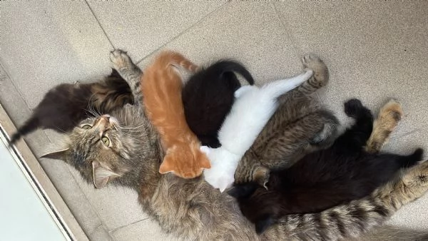 regalo 6 gattini a pelo lungo