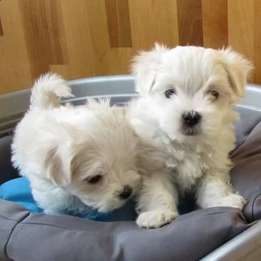 cuccioli di maltese