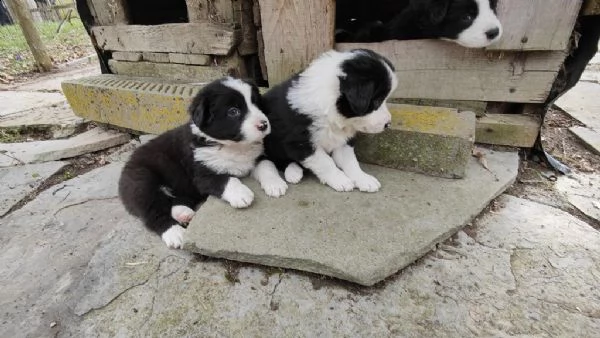 cuccioli di border collie | Foto 3