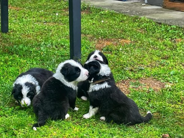 cuccioli di border collie | Foto 0