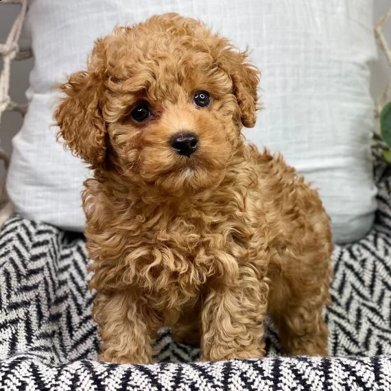 barboncino cuccioli per l'adozione