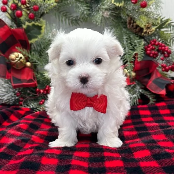 maltese cuccioli per l'adozione