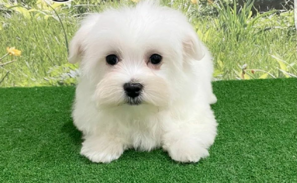 (((((((((   regalo maltese disponibili.    ))))))))) | Foto 0