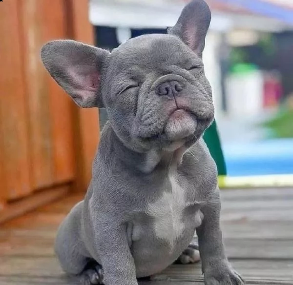  regalo bouledogue francese