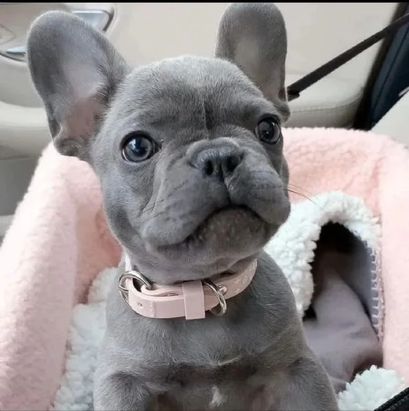  regalo bouledogue francese | Foto 0