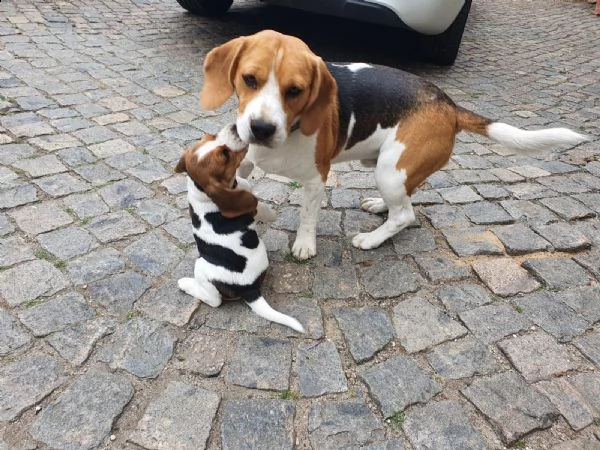 disponibili cuccioli beagle | Foto 2
