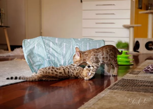 bellissimo gattino bengala maschio e femmina | Foto 3