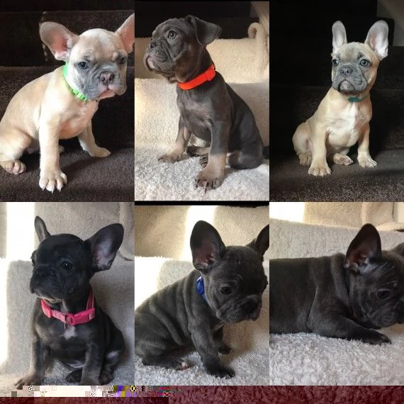 regalo cuccioli di bulldog francese 
