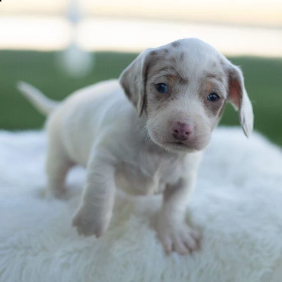 regalo adorabili cuccioli bassotto femminucce e maschietti disponibili