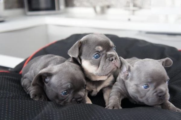 regalo cuccioli di cane a bulldog francese