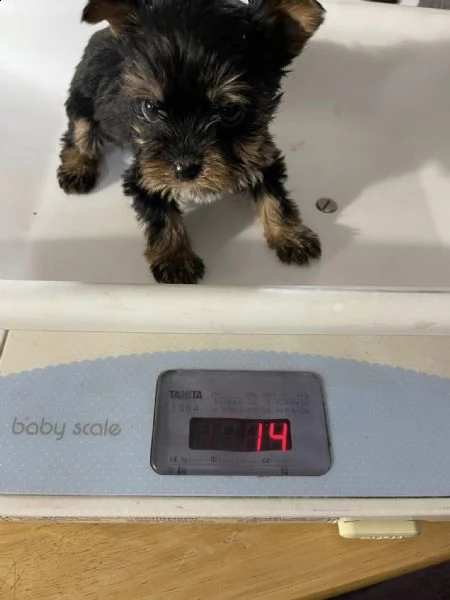 eccellenza adorabili cuccioli di yorkie maschi e femmine in adozione | Foto 0