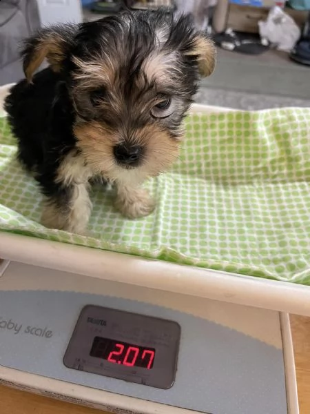 eccellenza adorabili cuccioli di yorkie maschi e femmine in adozione