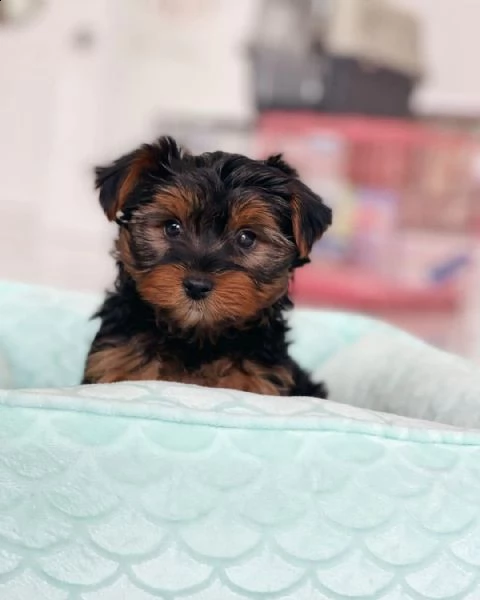 cuccioli di yorkie disponibili per l'adozione | Foto 1