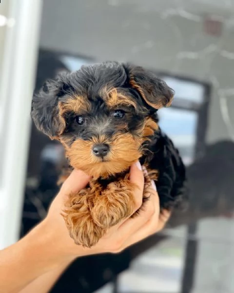 cuccioli di yorkie disponibili per l'adozione | Foto 0