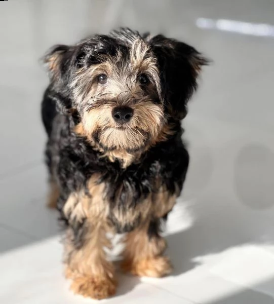 cuccioli di yorkie disponibili per l'adozione