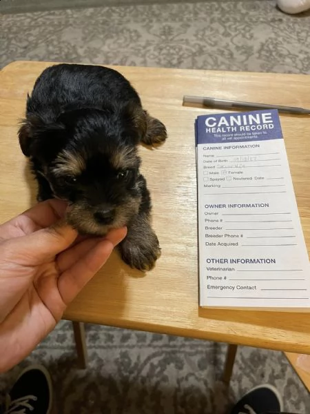 i cuccioli di yorkie