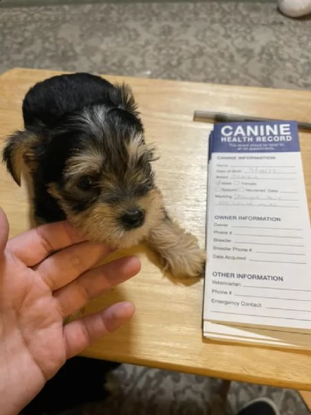 i cuccioli di yorkie | Foto 1