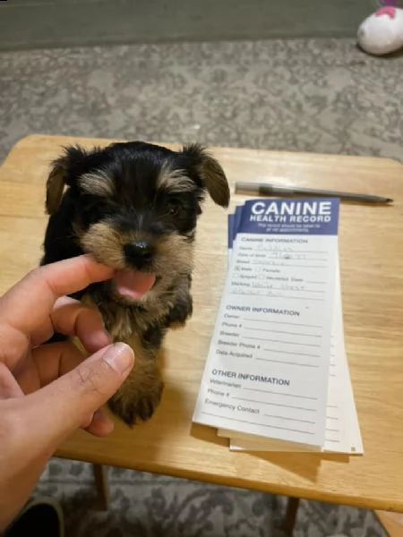 i cuccioli di yorkie | Foto 0