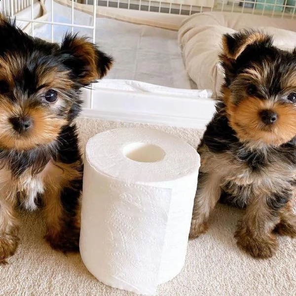 cuccioli di yorkie terrier  | Foto 1