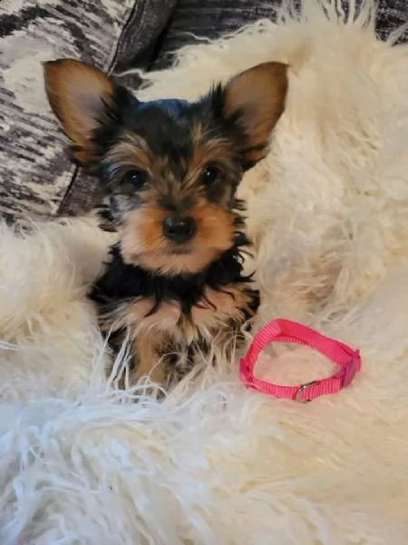 cuccioli di yorkie terrier  | Foto 0