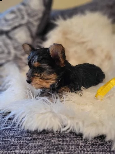 cuccioli di yorkie terrier 