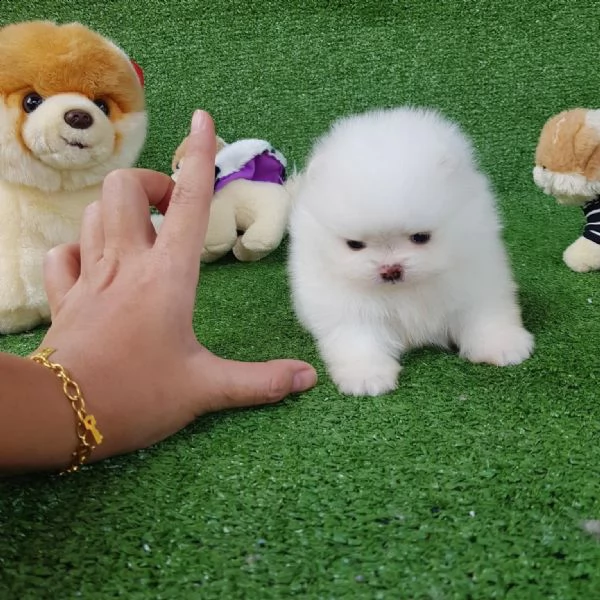 regalo  volpino pomerania mini toy 
