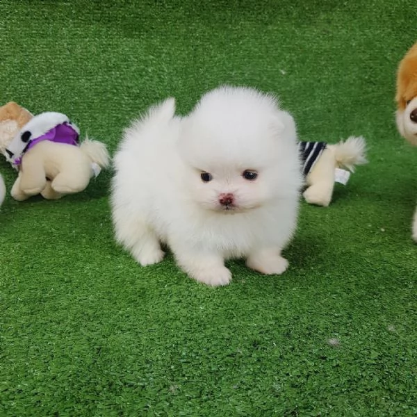 regalo  volpino pomerania mini toy  | Foto 0