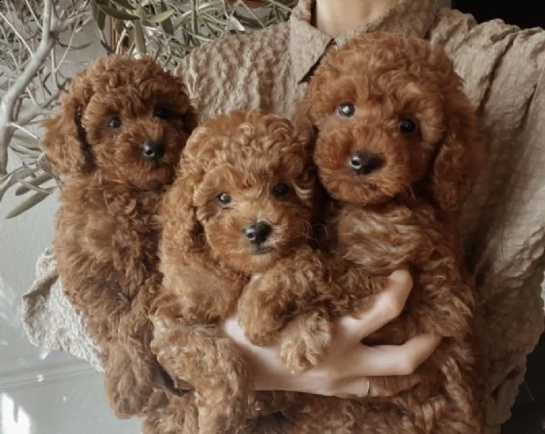 cucciolo di barboncino giocattolo | Foto 0