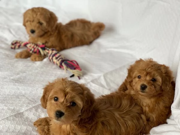 cuccioli di barboncino giocattolo | Foto 1