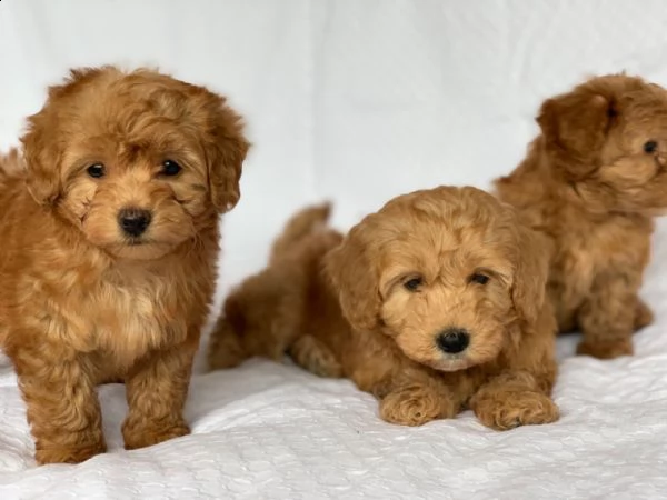 cuccioli di barboncino giocattolo