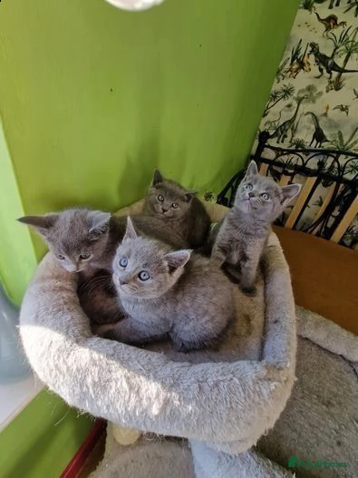 gattini blu di russia