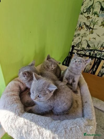 gattini blu di russia | Foto 0
