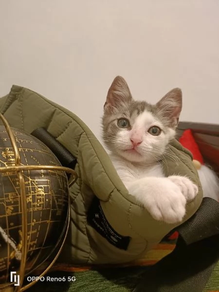 Stupendo gattino | Foto 6